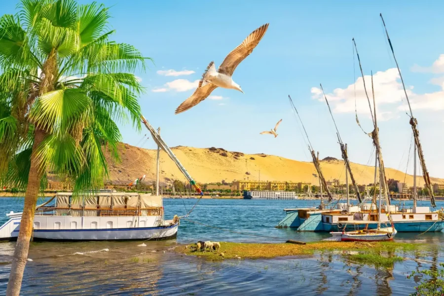 Side Nile View